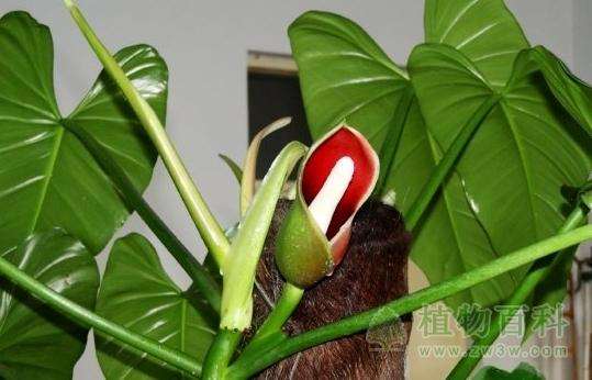 盆栽绿宝石喜林芋怎么水肥管理