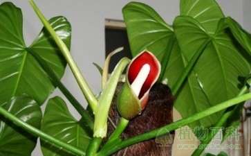 盆栽绿宝石喜林芋怎么水肥管理的方法