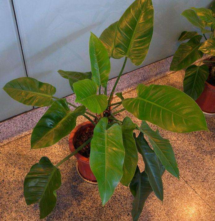 盆栽绿宝石喜林芋怎么光照管理