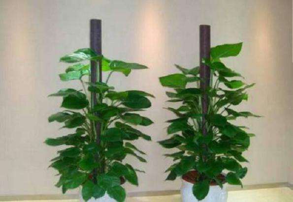 我国盆栽植物出口贸易的目标市场