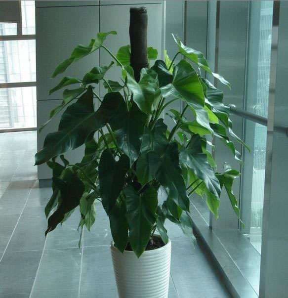 促进我国盆栽植物出口的对策