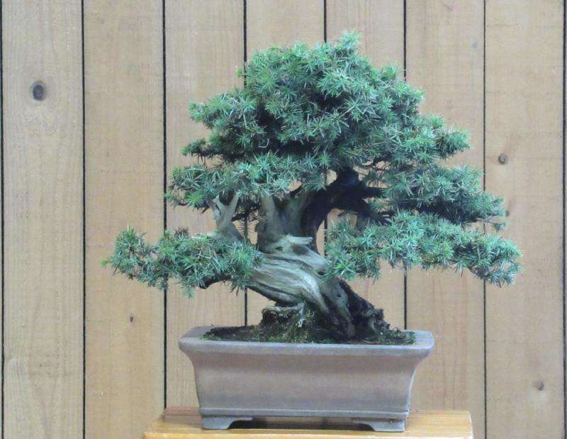 杜松盆景怎么浇水施肥