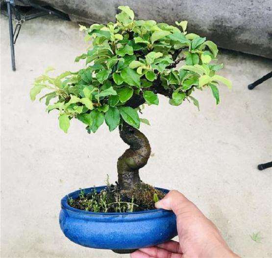 梨树盆景怎么浇水施肥