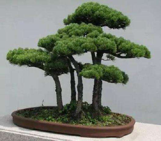 蓬莱松盆景怎么浇水施肥