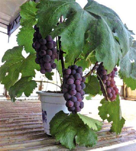 葡萄盆栽前怎么设施准备的2个方法