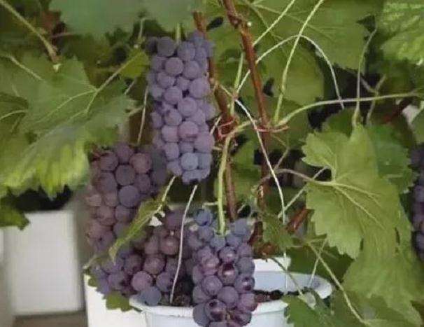 葡萄盆栽栽后怎么枝蔓管理的方法