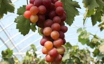 怎么提高葡萄盆栽坐果率的3个措施