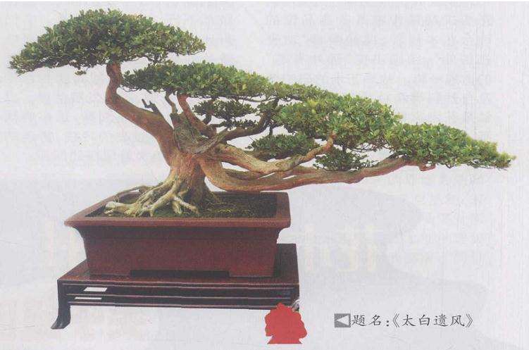 参观第七届中国盆景展览的感悟