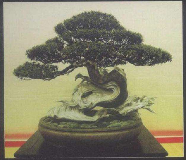 2009年韩国第三届盆景展