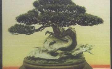 2009年韩国第三届盆景展 图片