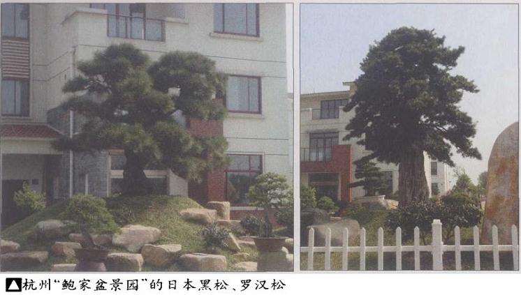 25万元买走了2株日本罗汉松盆景