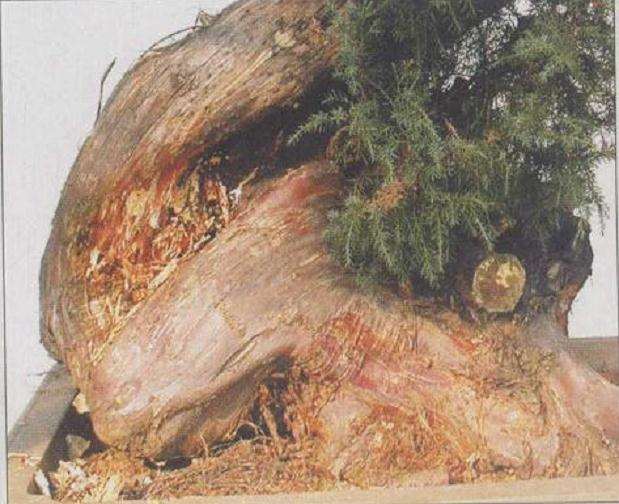 图解 山采柏树盆景怎么创作的13个过程