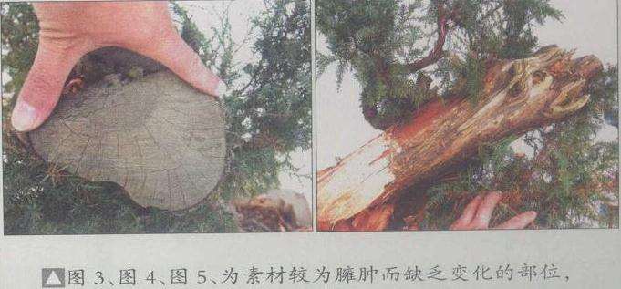 图解 山采柏树盆景怎么创作的13个过程