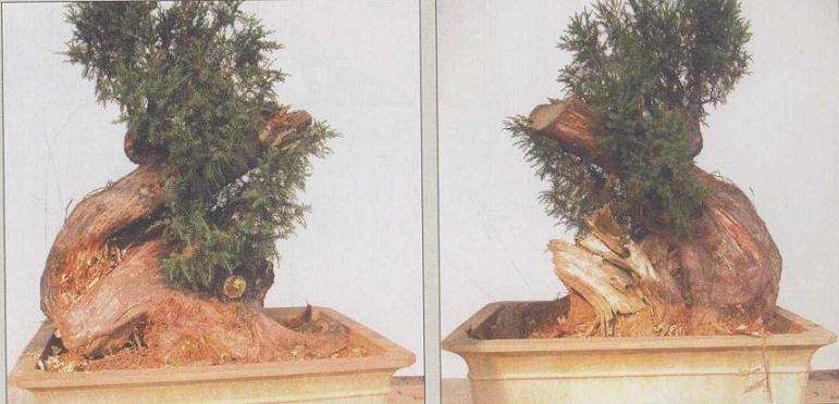 山采柏树盆景怎么创作的过程