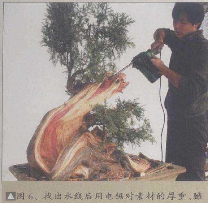 图解 山采柏树盆景怎么创作的13个过程