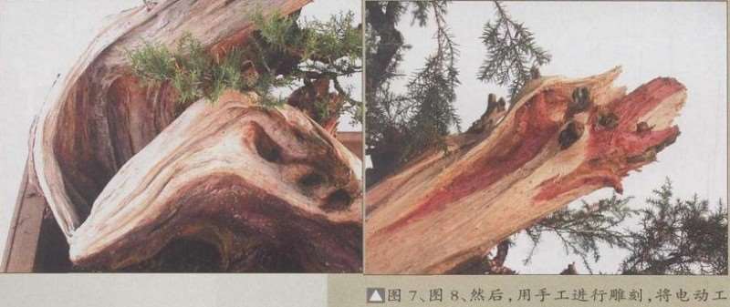 图解 山采柏树盆景怎么创作的13个过程