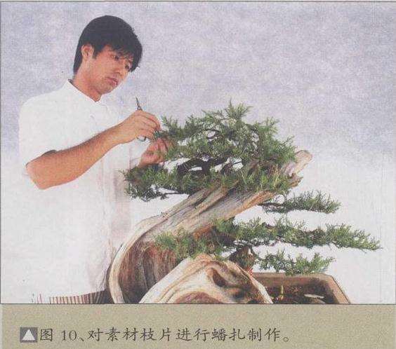 图解 山采柏树盆景怎么创作的13个过程