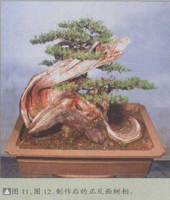 图解 山采柏树盆景怎么创作的13个过程