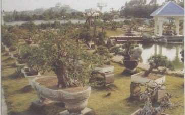 郭国廉的莆田容园盆景园 图片