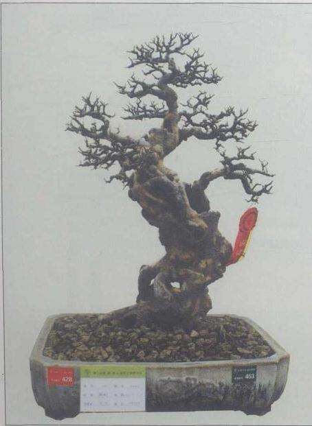 浅谈岭南盆景的蟹爪垂枝法