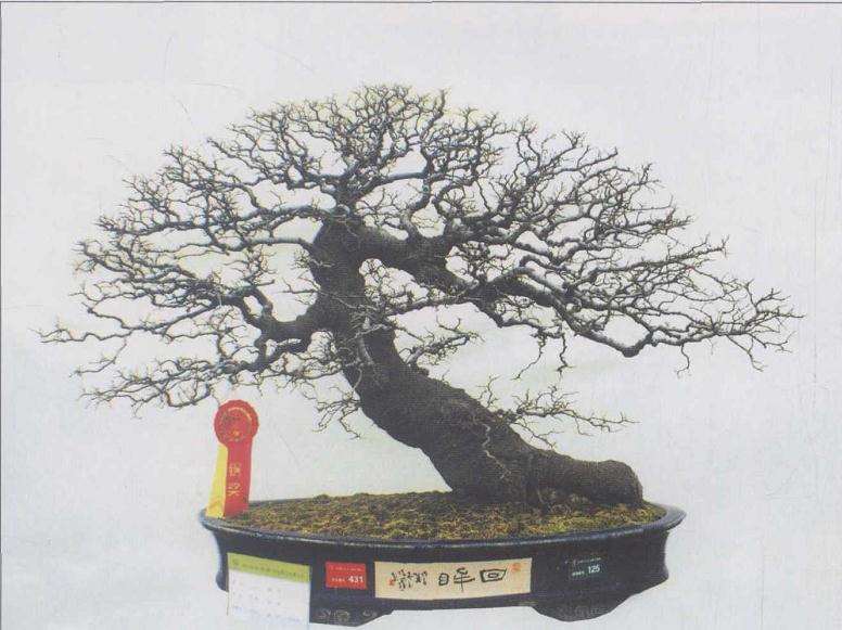 浅谈岭南盆景的蟹爪垂枝法