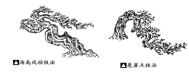 浅谈岭南盆景的蟹爪垂枝法