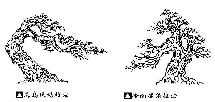 浅谈岭南盆景的蟹爪垂枝法