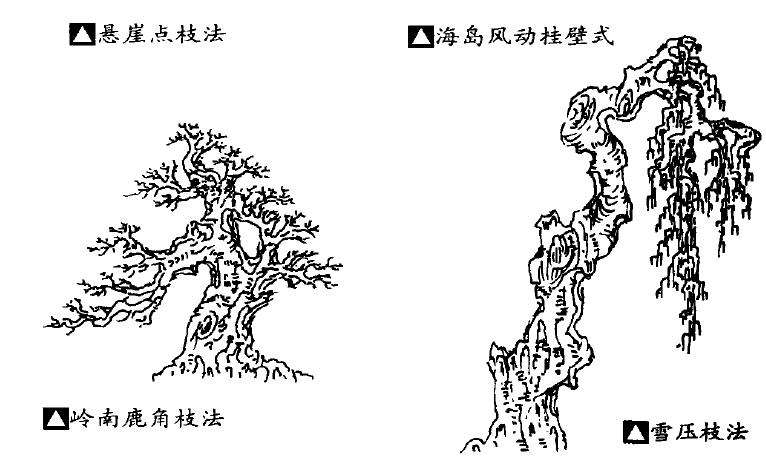 浅谈岭南盆景的蟹爪垂枝法