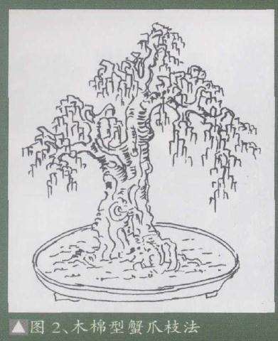 浅谈岭南盆景的蟹爪垂枝法