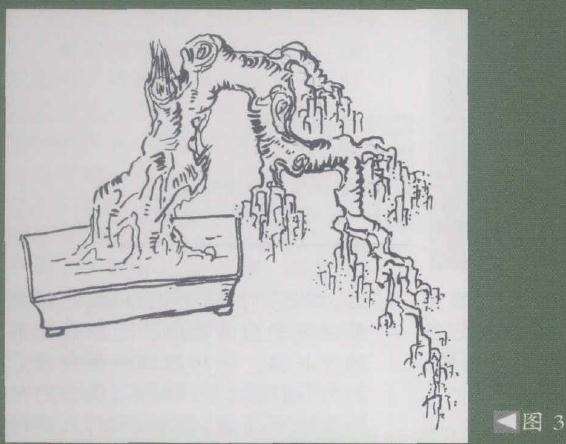 浅谈岭南盆景的蟹爪垂枝法