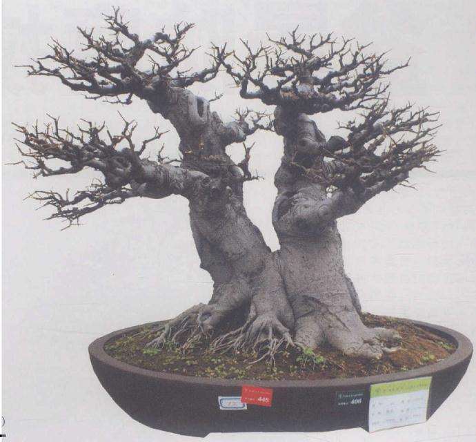 浅谈岭南盆景的蟹爪垂枝法