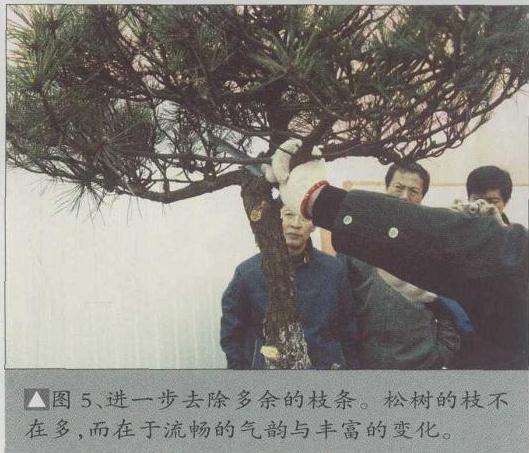 进一步去除多余的枝条