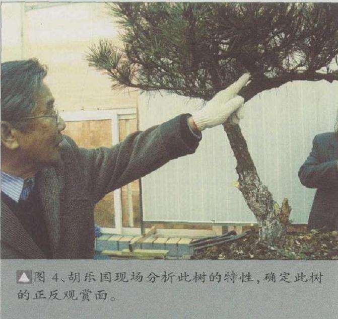 确定此树的正反观赏面