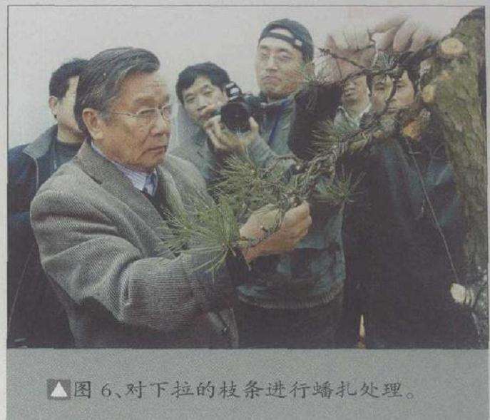 对下拉的枝条进行蟠扎处理