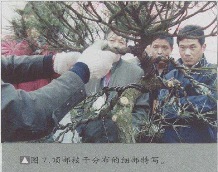 顶部枝干分布的细部特写