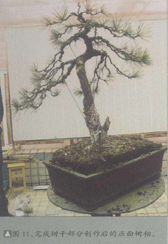 完成树干部分创作后的正面树相