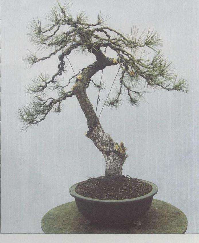 图解 松树盆景怎么高干垂枝创作的示范