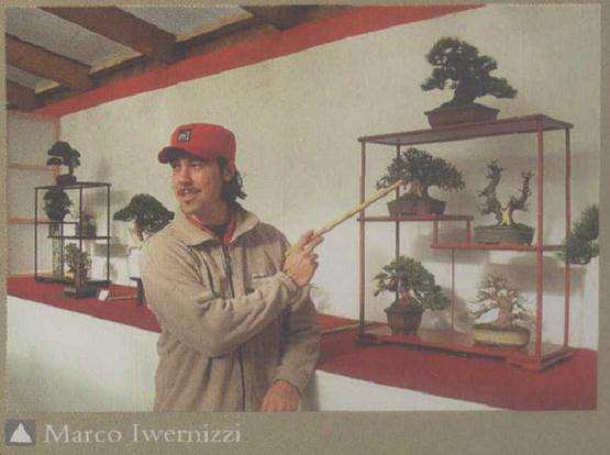 第四届英国微型盆景展