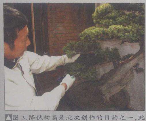 降低树高是此次创作的目的之一