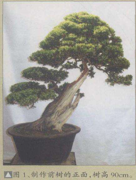 制作前树的正面
