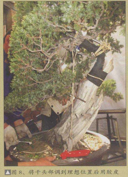 图解 刺柏盆景怎么改作的12个过程