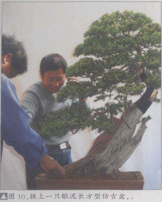 换上一只锻泥长方型仿古盆