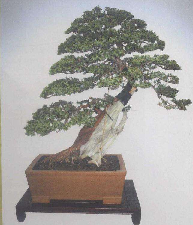 制作完成后的树形