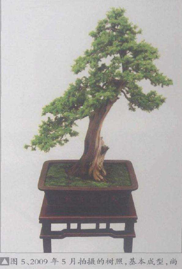 2009年5月拍摄的树照