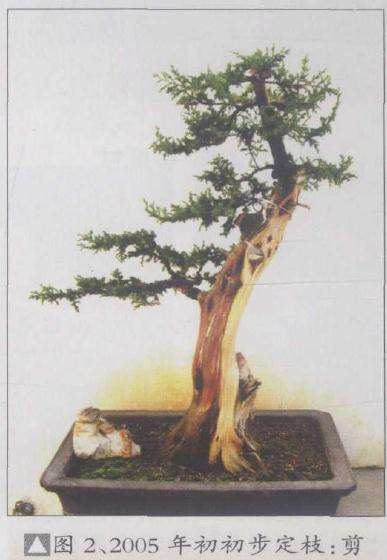 2005年初初步定枝