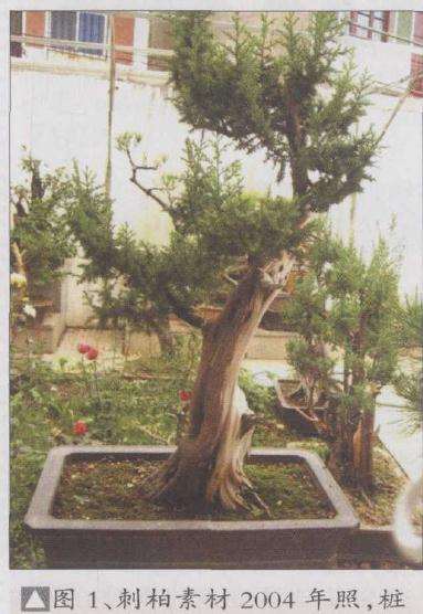 刺柏素材2004年照
