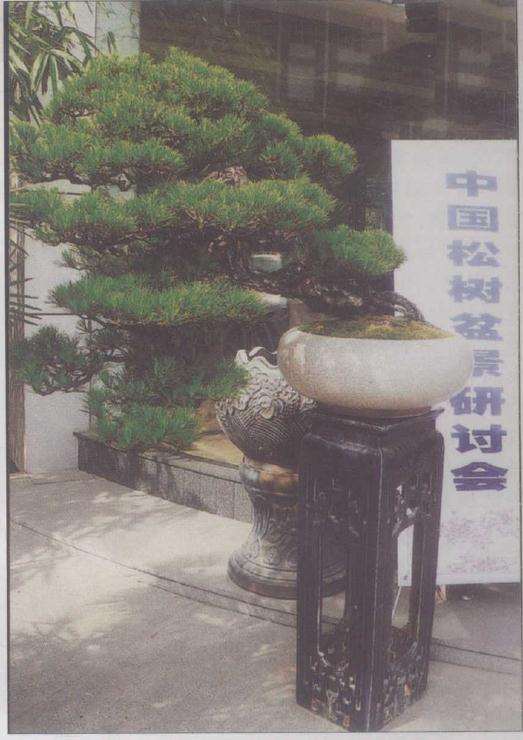 胡乐国谈岭南山松盆景为什么成功的原因