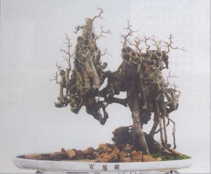 2008年 第七届粤港澳台盆景艺术博贤会