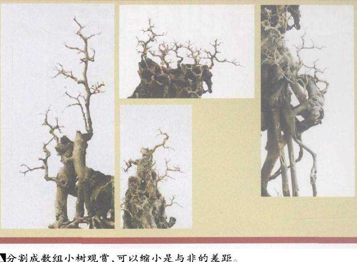 第七届粤港澳台盆景艺术博贤会