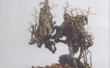 2008年 第七届粤港澳台盆景艺术博贤会